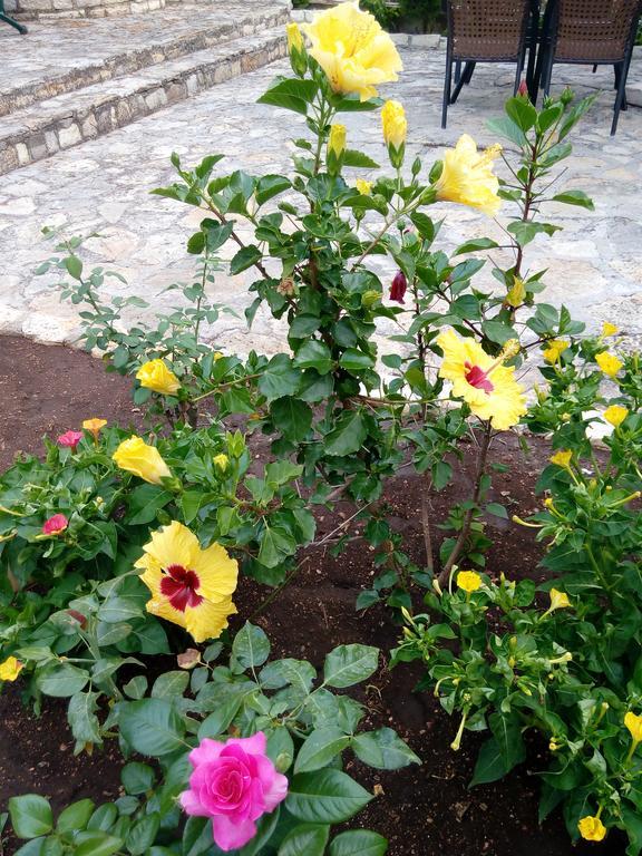 Sivota Apartments Parthenia מראה חיצוני תמונה